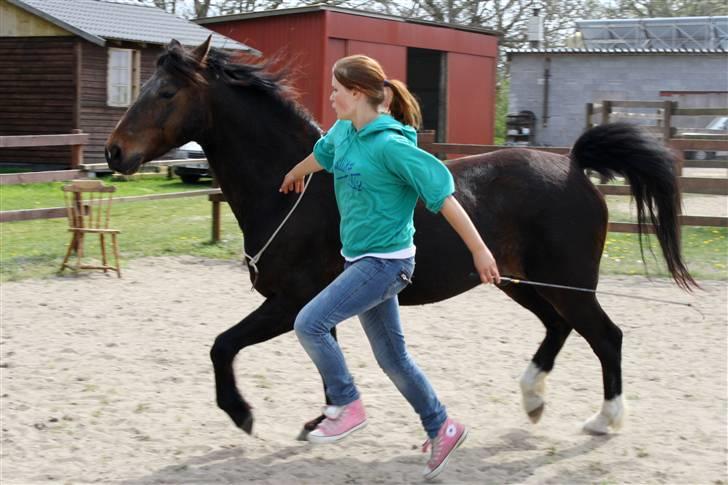 Anden særlig race Aavangs Mikado, Svampebob - De 2 hoppeboldte !!   XD   Foto: Lykke <3<3<3<3<3<3 billede 4