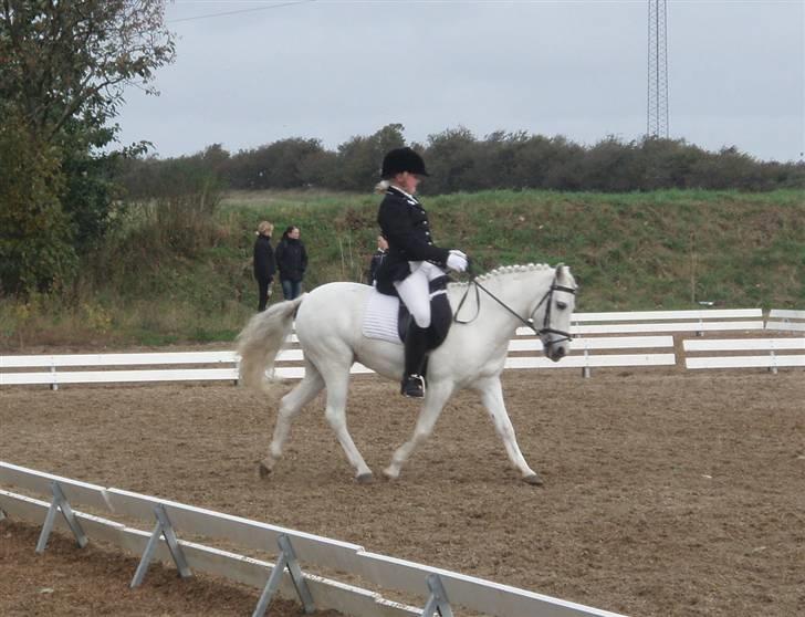 Anden særlig race Fatima<3  (OMRÅDEMESTER) - Distriks mesterskab kat 3 2009 blev nr. 2:´) billede 7