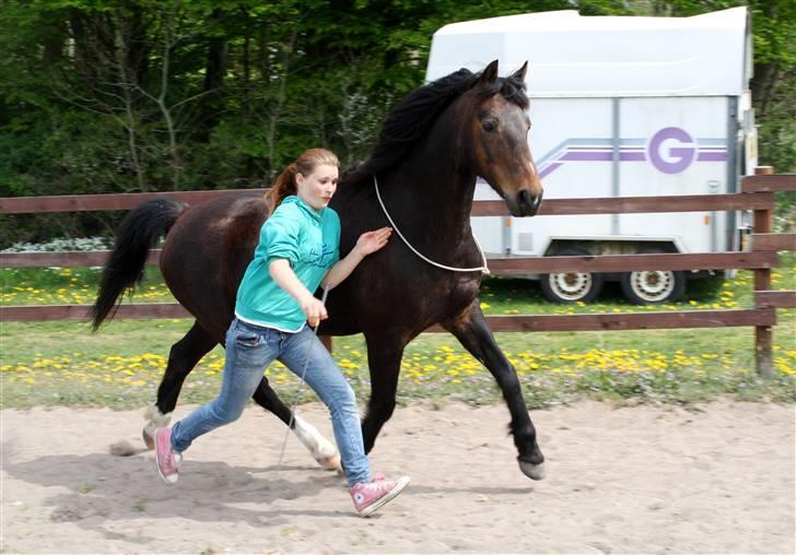 Anden særlig race Aavangs Mikado, Svampebob - ... tror min hest blærer sig..? xD Foto: Lykke <3 billede 5