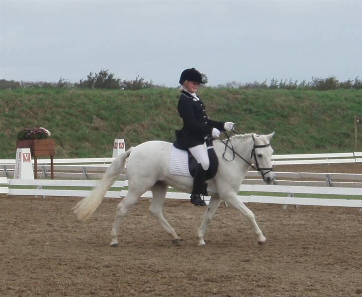 Anden særlig race Fatima<3  (OMRÅDEMESTER) - Distriks mesterskab kat 3 2009 blev nr. 2:´) billede 8