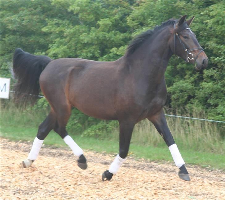 Oldenborg Bøgelygård's Aske - 3 august 09 :-) smukke billede 10