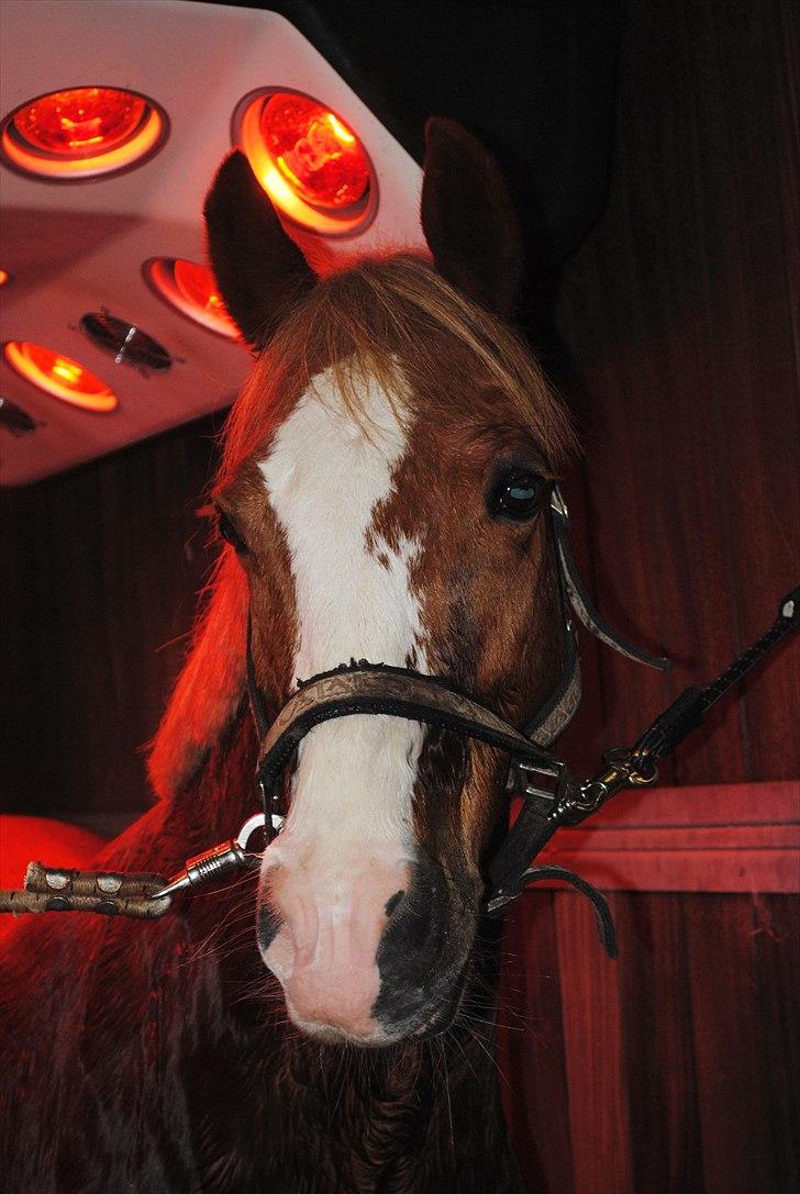 New Forest Damly's Pinocchio - Et styks pony i solarie. || d. 30/10-10 billede 18