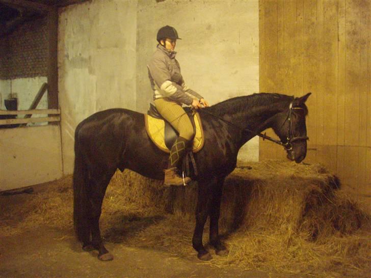 Dansk Varmblod Bysteds Bluca  SOLGT - Ditte på Bluca  billede 12