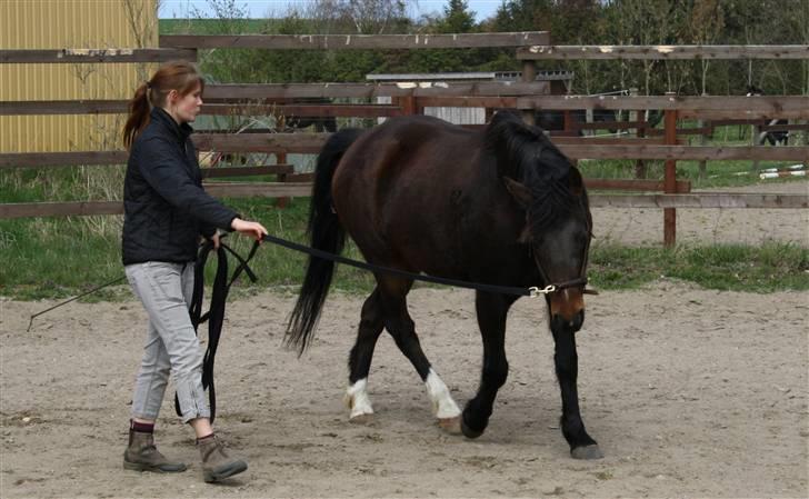 Anden særlig race Aavangs Mikado, Svampebob - Akademisk træning 19 april ;D <3 Foto: Lykke billede 11