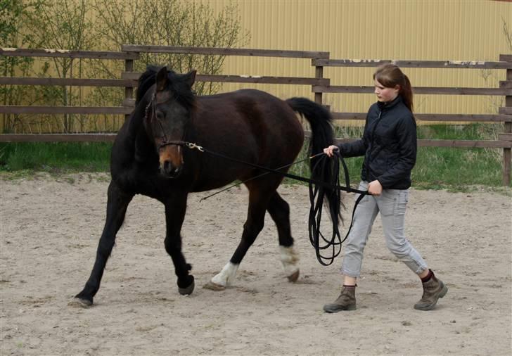 Anden særlig race Aavangs Mikado, Svampebob - Akademisk Træning 19 april ;D <3 Foto: Lykke <3 billede 12