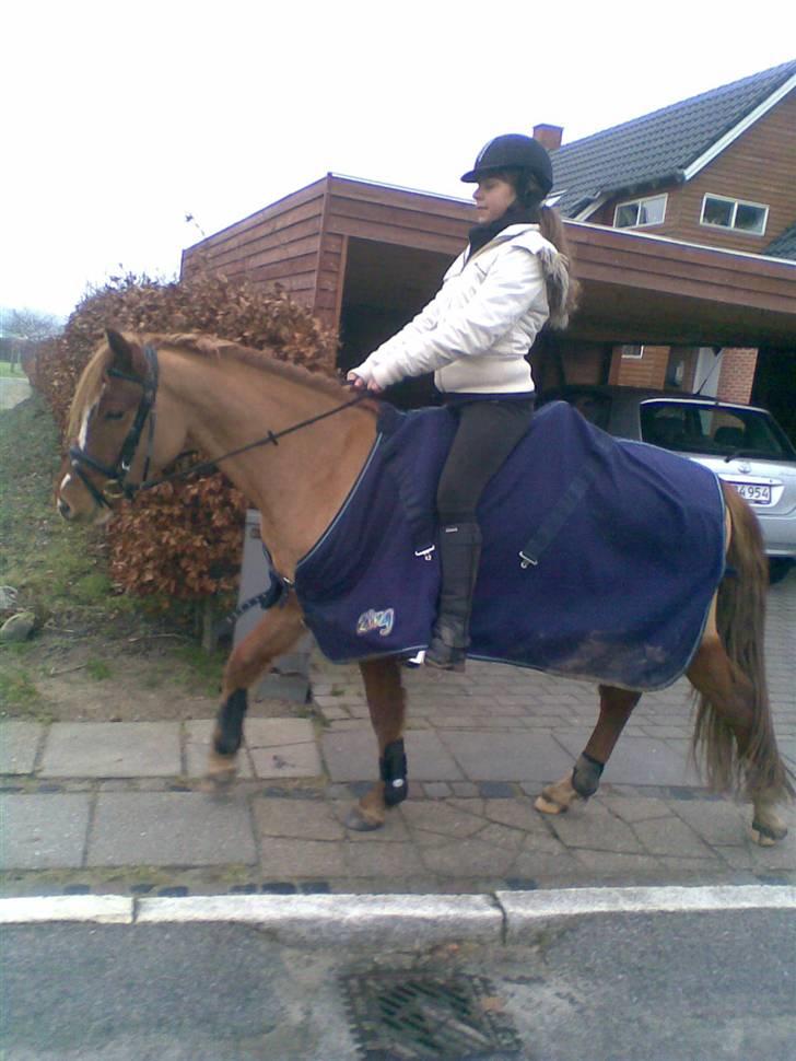 Welsh Pony (sec B) | Enemarks Laban - Nr. 9 Januar 2009 - På tur ;) billede 9