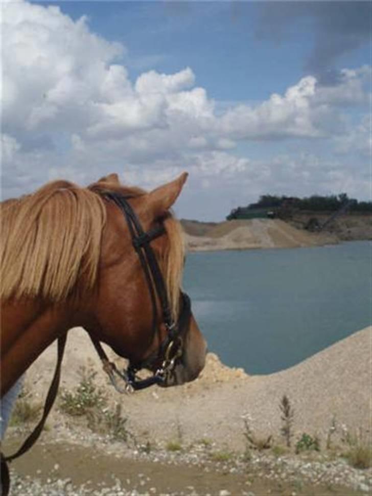 Welsh Pony (sec B) | Enemarks Laban - Nr. 10 Sommeren 2008 - Woow, vand! XD billede 10
