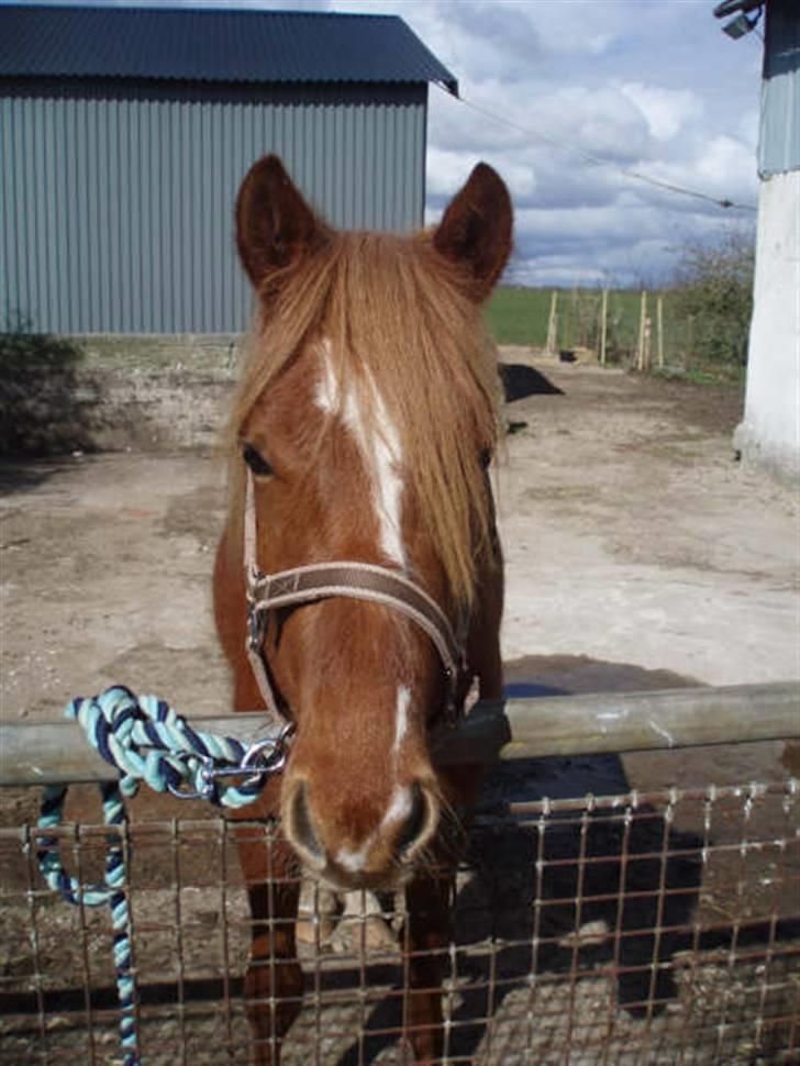 Welsh Pony (sec B) | Enemarks Laban - Nr. 12 Sommeren 2008 - Laban ! <3 billede 12