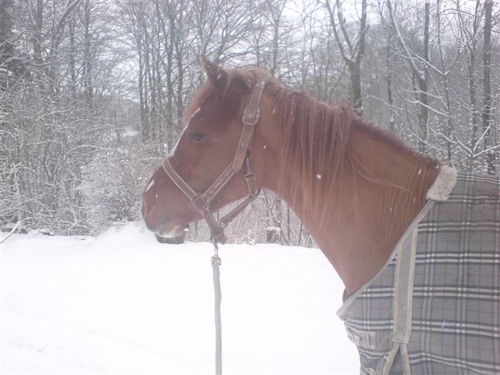 Welsh Pony (sec B) | Enemarks Laban - Nr. 15 Januar 2009 :D billede 15