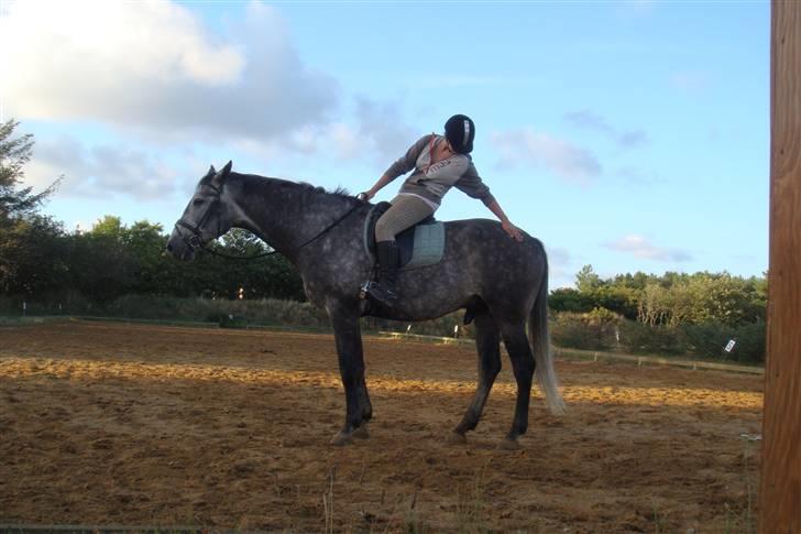 Dansk Varmblod Caezar <3 :'(  † RIP †  - Da jeg prøvede ham hos hans tidligere ejer (Anden tur) billede 9