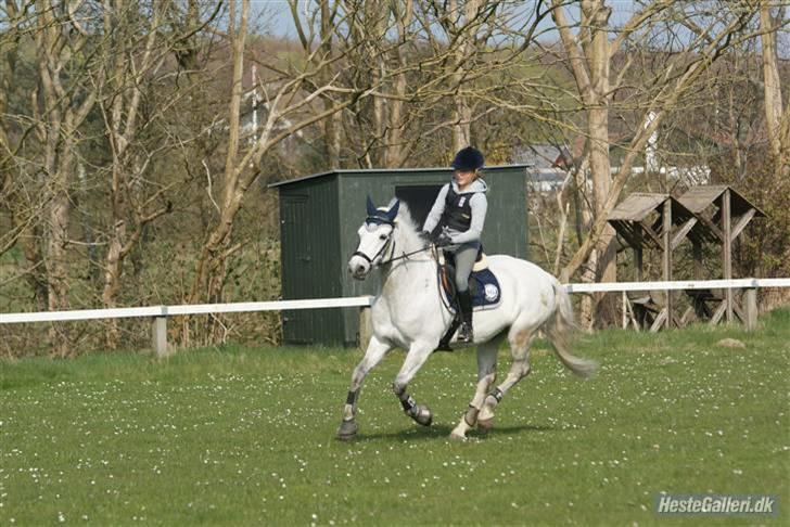 Connemara Calle - SOLGT -  //fotomb//  billede 9