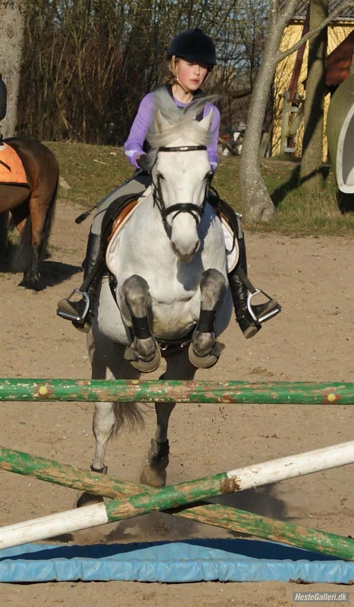 Connemara Calle - SOLGT - //Fotomb// billede 10