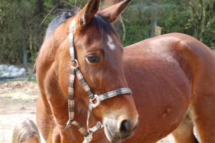 Traver Hera Waltz (SOLGT) - elsker dig hera billede 13