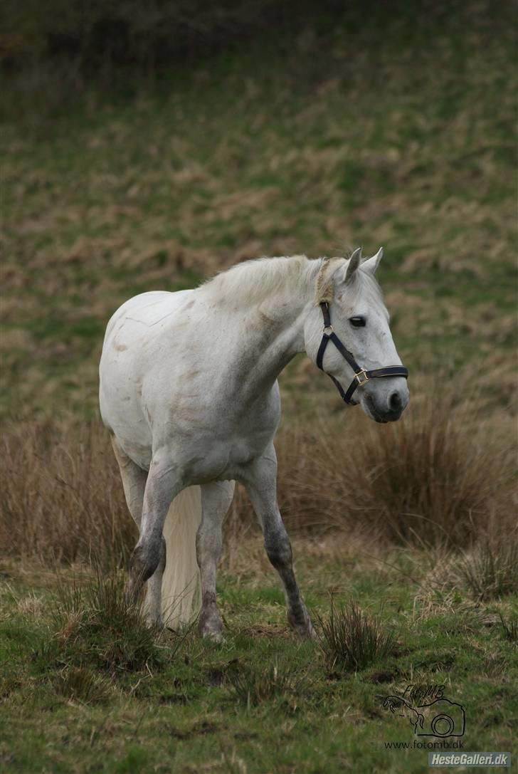 Connemara Calle - SOLGT - styr lige dine forben......! //fotomb// billede 12