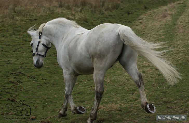 Connemara Calle - SOLGT -  ELSKER DIG CALLE //fotomb// billede 14