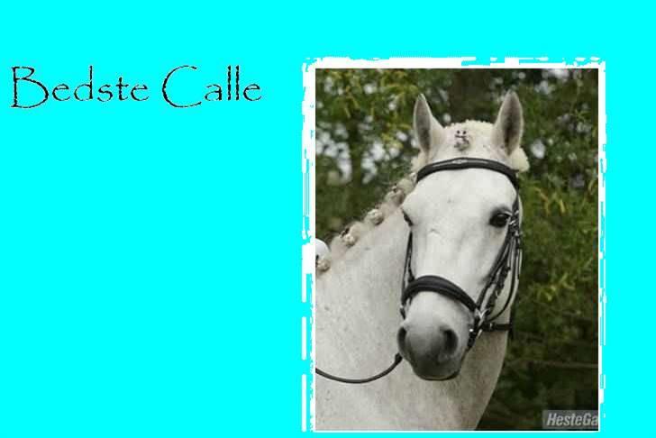 Connemara Calle - SOLGT - lille Calle Dreng billede 15