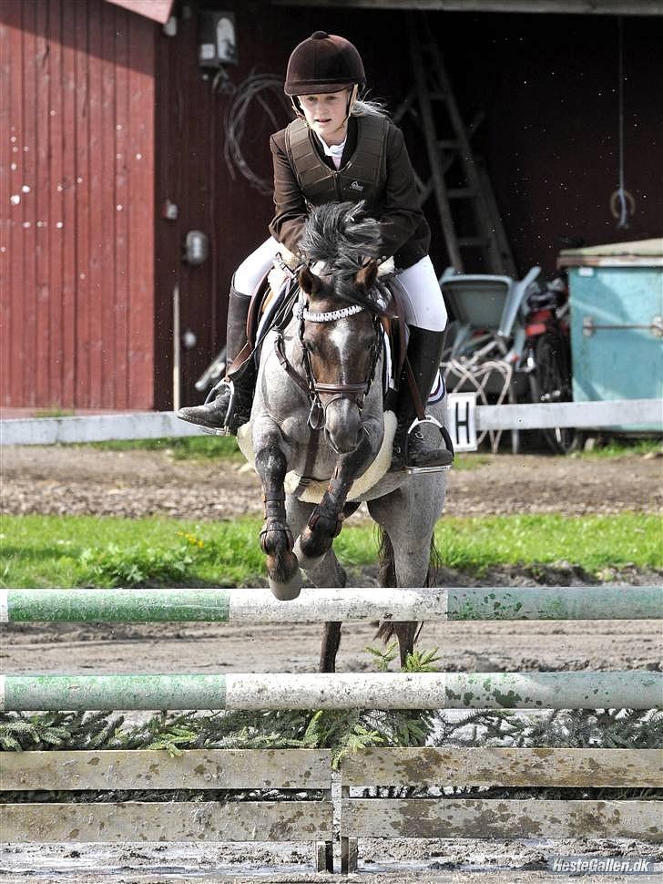 Welsh Pony (sec B) | Gazelle - Vores første mb :´) billede 1