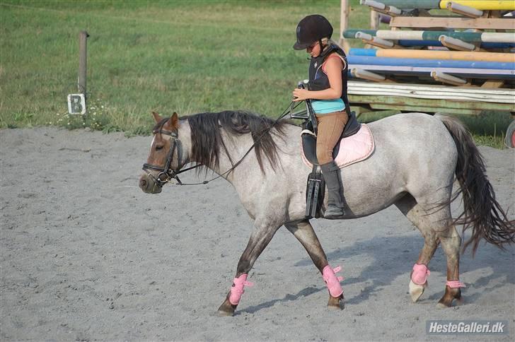 Welsh Pony (sec B) | Gazelle - dengang alt var så nemt /; billede 2