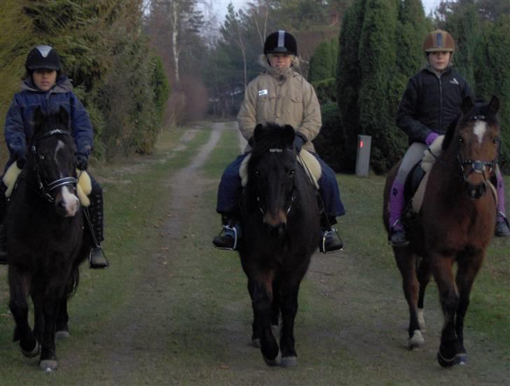 Anden særlig race Viktor (solgt) ;( - En god vintertur:) billede 3