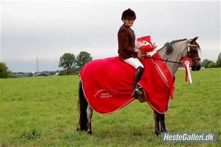 Welsh Pony (sec B) | Gazelle - Distriktsmester 08 :D billede 3