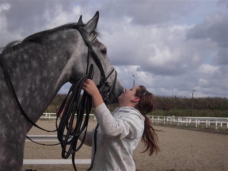 Dansk Varmblod Caezar <3 :'(  † RIP †  - Takken når man prøver at mysse ham... En på kassen! billede 12