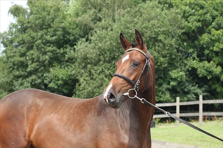 Dansk Varmblod Petersborg's Quickheart - 2 år gammel billede 7