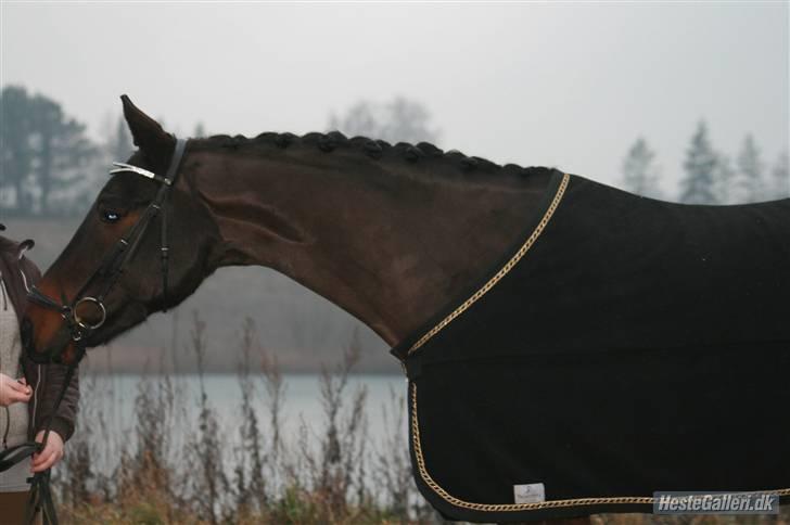 Trakehner Helion De L - Helion De L - Det her er slet ikke slutresultatet, kun en begyndelse. Bare vent (: billede 16