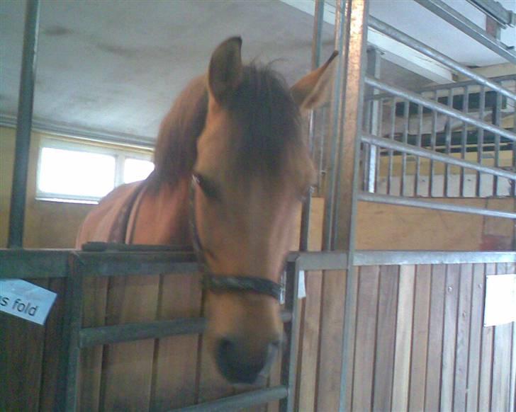 Anden særlig race Magic  - Velkommen til Magic´s profil(-: smid en kommentar og bedøm!:-D billede 1