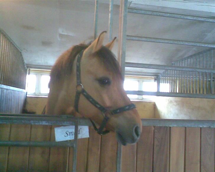 Anden særlig race Magic  - Magic i boksen:-D´ billede 2