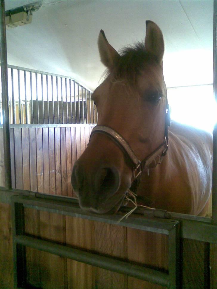 Anden særlig race Magic  - Magic, nu med glimmer grime:-D billede 3