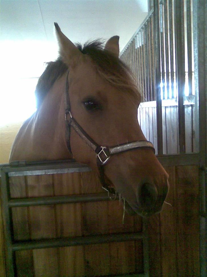 Anden særlig race Magic  - Søjde hestebasse<3 billede 4