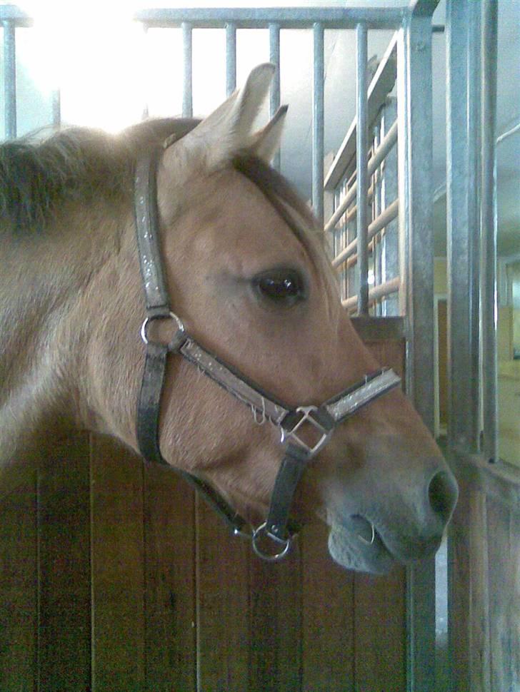 Anden særlig race Magic  - I boksen med bling bling grimen!:-D billede 5