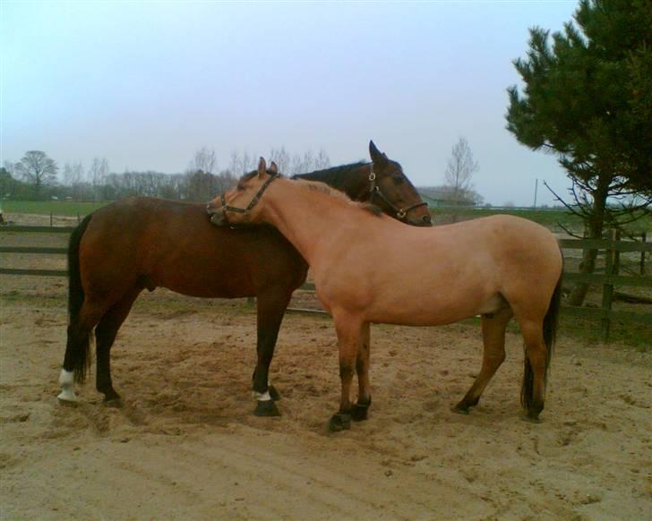 Anden særlig race Magic  - Magic sammen med Warum(´: billede 6