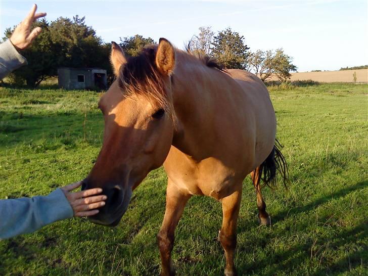 Anden særlig race Magic  - Magic på sommerfold:-D billede 7