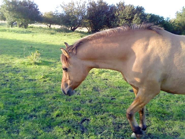 Anden særlig race Magic  - Smukke pony! billede 8