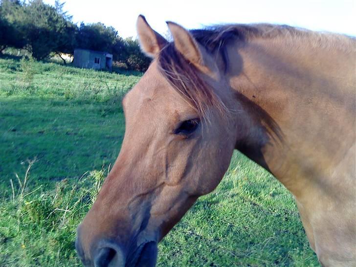 Anden særlig race Magic  - Ærgeligt hele hans mule ikke er med der:-D billede 9