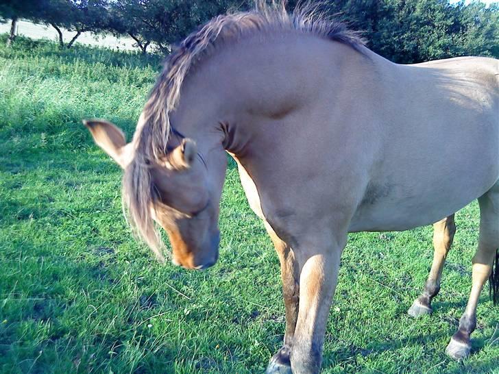 Anden særlig race Magic  - Totalt godt taget,!:-D´ billede 10