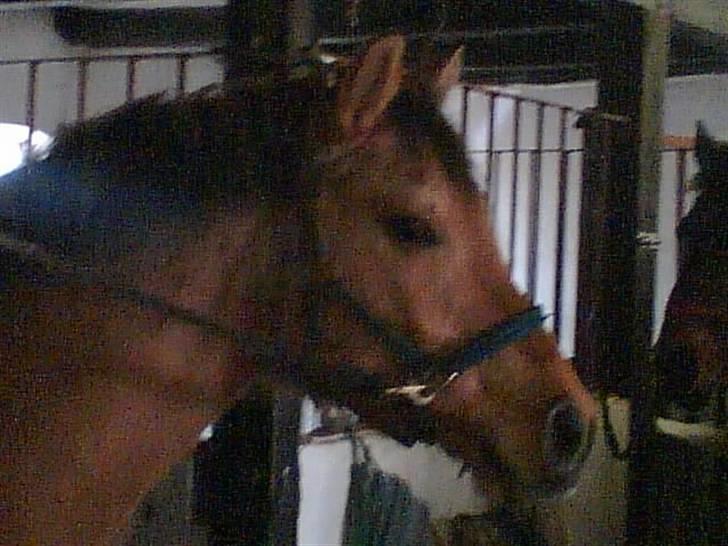 Anden særlig race Magic  - I hans gamle boks(´: billede 11