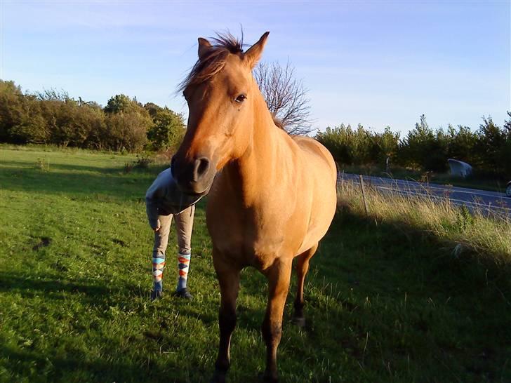 Anden særlig race Magic  - Min papmor tjekker efter skader:-D´ billede 12