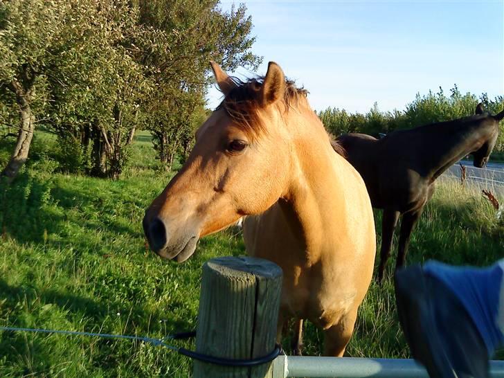 Anden særlig race Magic  - Hans pels har en virkelig fin farve i aften solen:-D´ billede 13