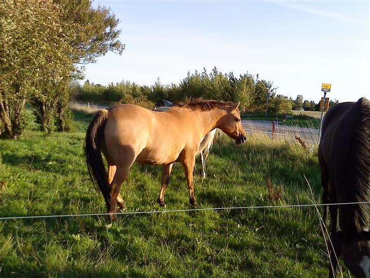 Anden særlig race Magic  - På gensyn, læg gerne kommentar og bedømmelse:-D billede 14