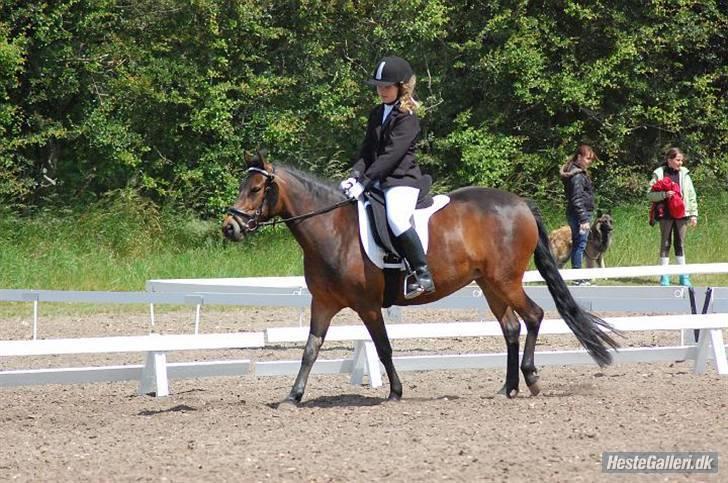 Anden særlig race R.I.P Flika :'(<3 - Mig og Flika til stævne billede 3