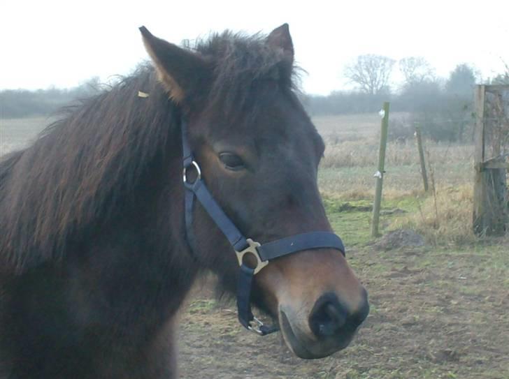 Anden særlig race R.I.P Flika :'(<3 - ser den ikke træt ud nu billede 7