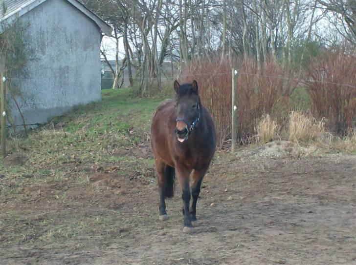 Anden særlig race R.I.P Flika :'(<3 - Miiin smukke Pony uden for...<3 billede 9