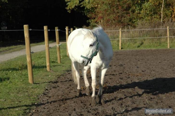 Anden særlig race »Olivia†RIP†MinDrøm*: ‹3 - 19. Når vi en dag ses igen er jeg i himlen ! ;´I <3 foto: MCL<3 Den sværeste beslutning var at lade dig gå efter døden !´; My memorie! ;´* billede 19