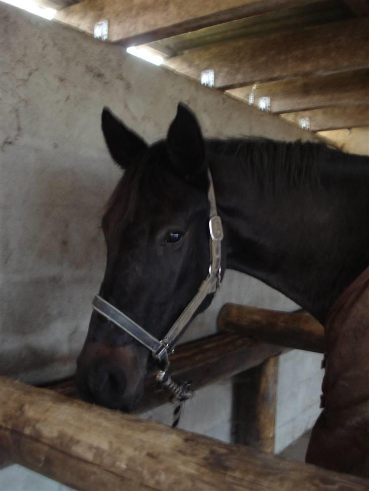Dansk Varmblod Isabell Black Princess <3(Solgt) - Se lige hvor fin lysebrun hendes mule er blevet her til vinter:) billede 15