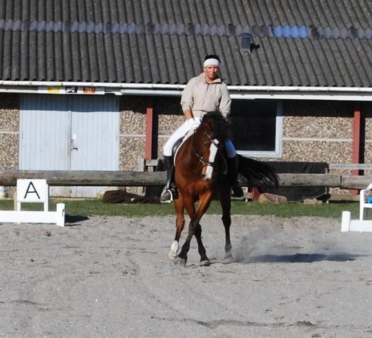 Anden særlig race Bronco - Solgt til Sverig - Broncodrengen og jeg :) billede 1