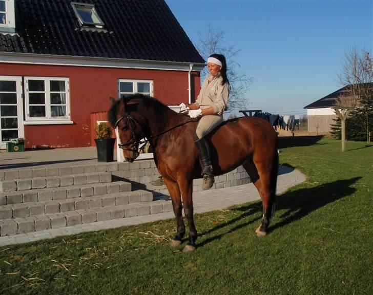 Anden særlig race Bronco - Solgt til Sverig billede 5