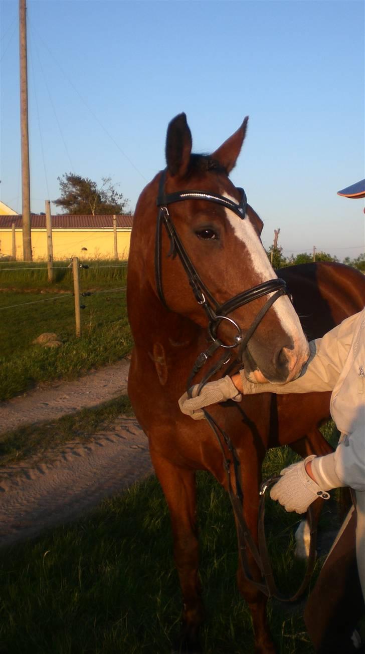 Anden særlig race Bronco - Solgt til Sverig - En sommeraften. billede 7