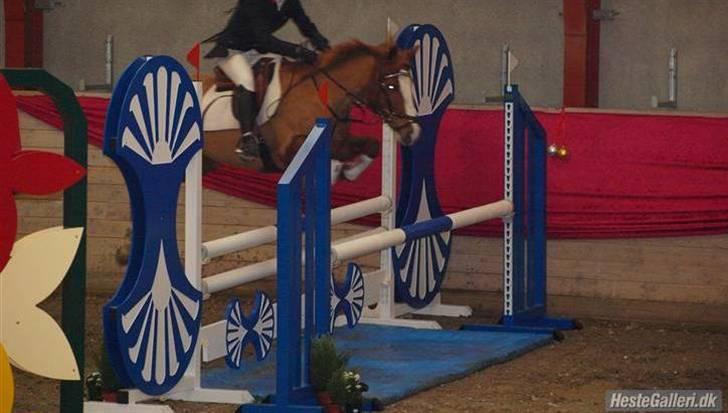 Anden særlig race Ratina - csc jule stævne la  billede 11